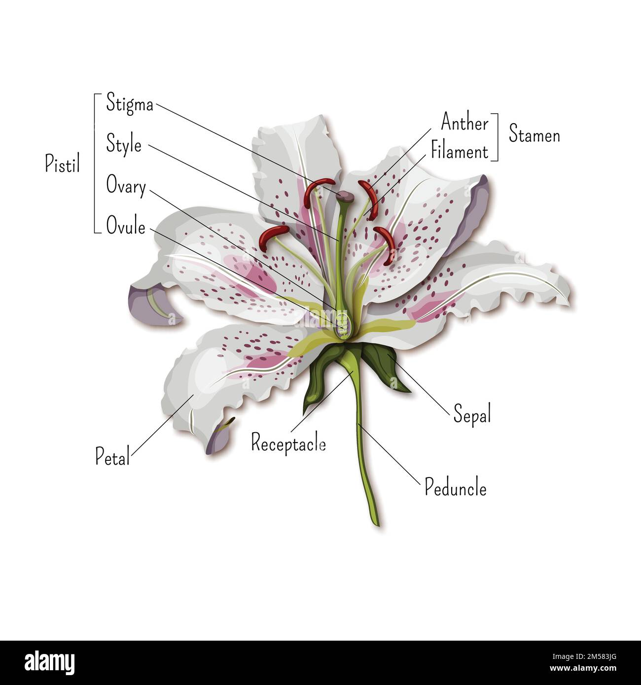 Parts of the flower infographics. Lily flower anatomy. Science for kids. Cartoon style vector illustration. Stock Vector