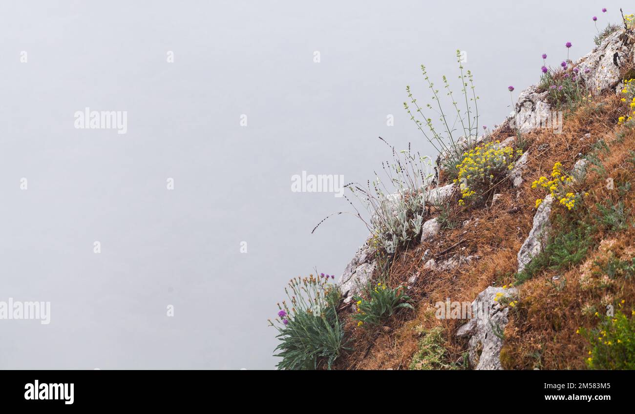 Crimean Mountains, wild flowers growing on rock over foggy background. Crimea, Black Sea coast Stock Photo