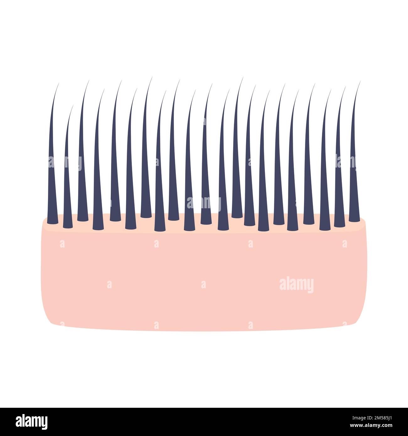 Normal hair structure in scalp skin cross-section icon Stock Vector