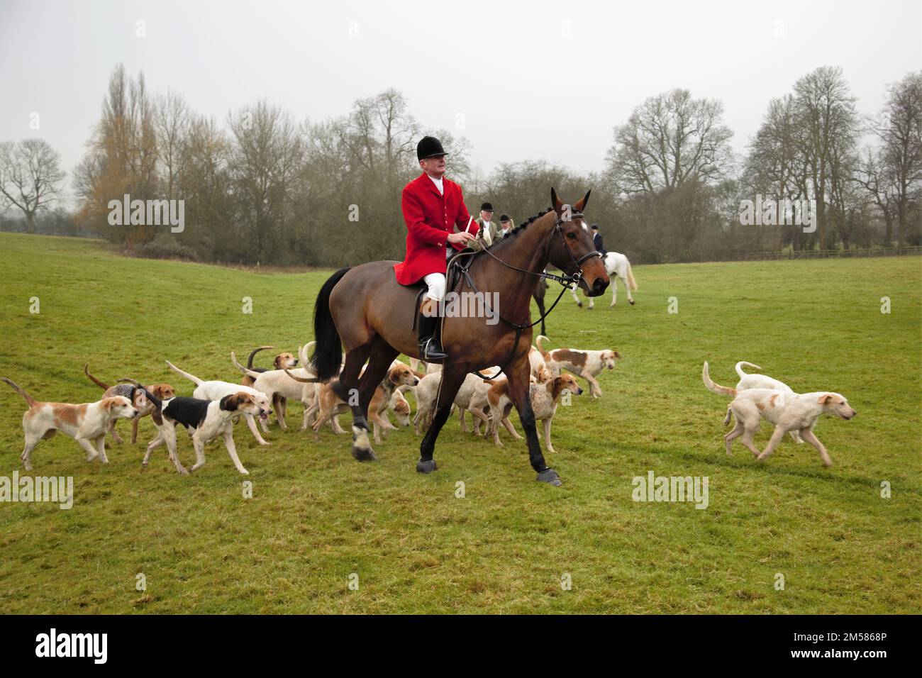 Riders and their hounds gather in a field before the traditional Boxing Day fox hunt. Stock Photo