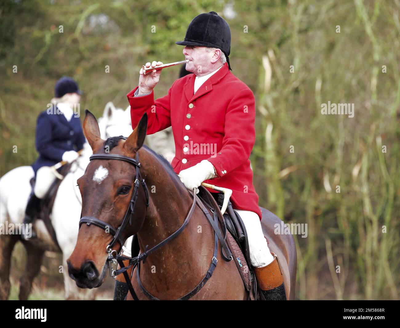 The Master of the fox hunt blows the trumpet to gather riders and hounds  in a field before the traditional Boxing Day fox hunt. Stock Photo