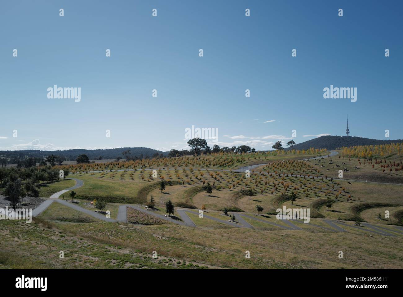 The view of trees in the green field. National Arboretum Canberra