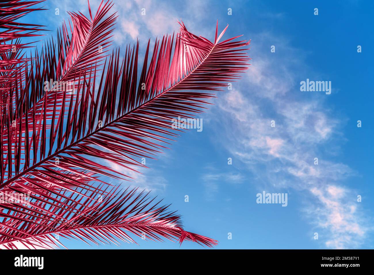 Backlit fresh palm tree leaves on blue sky background. Natural tropical