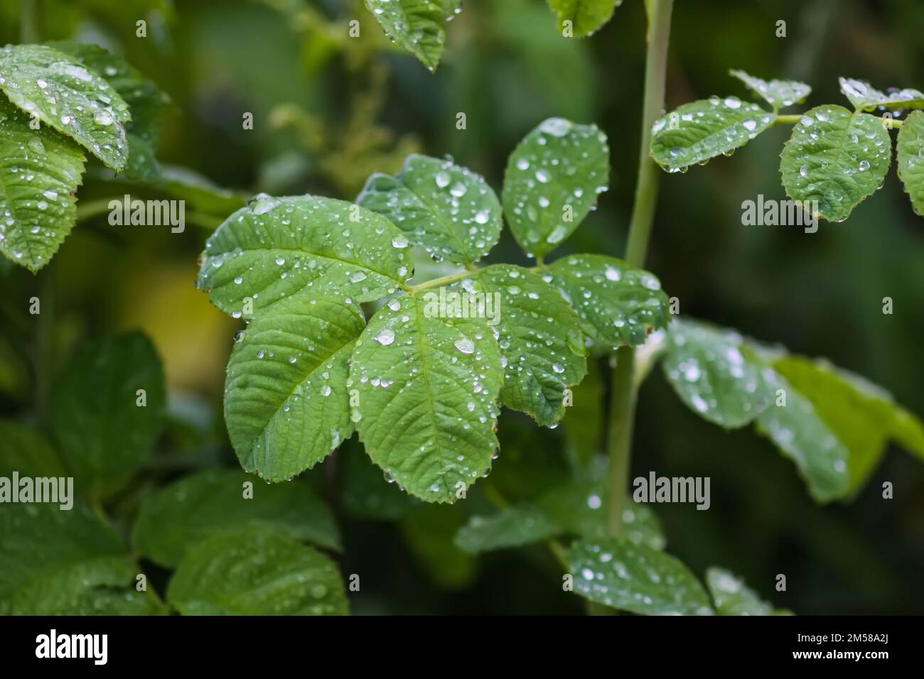 Green grass after rain. Plants in water drops close up. Macro nature