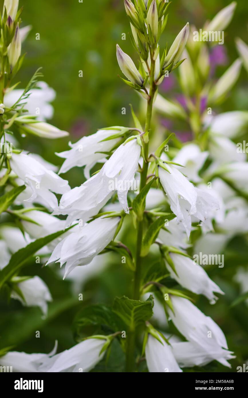 White peach-leaved bell flower in a summer garden. Campanula persicifolia plant. Stock Photo