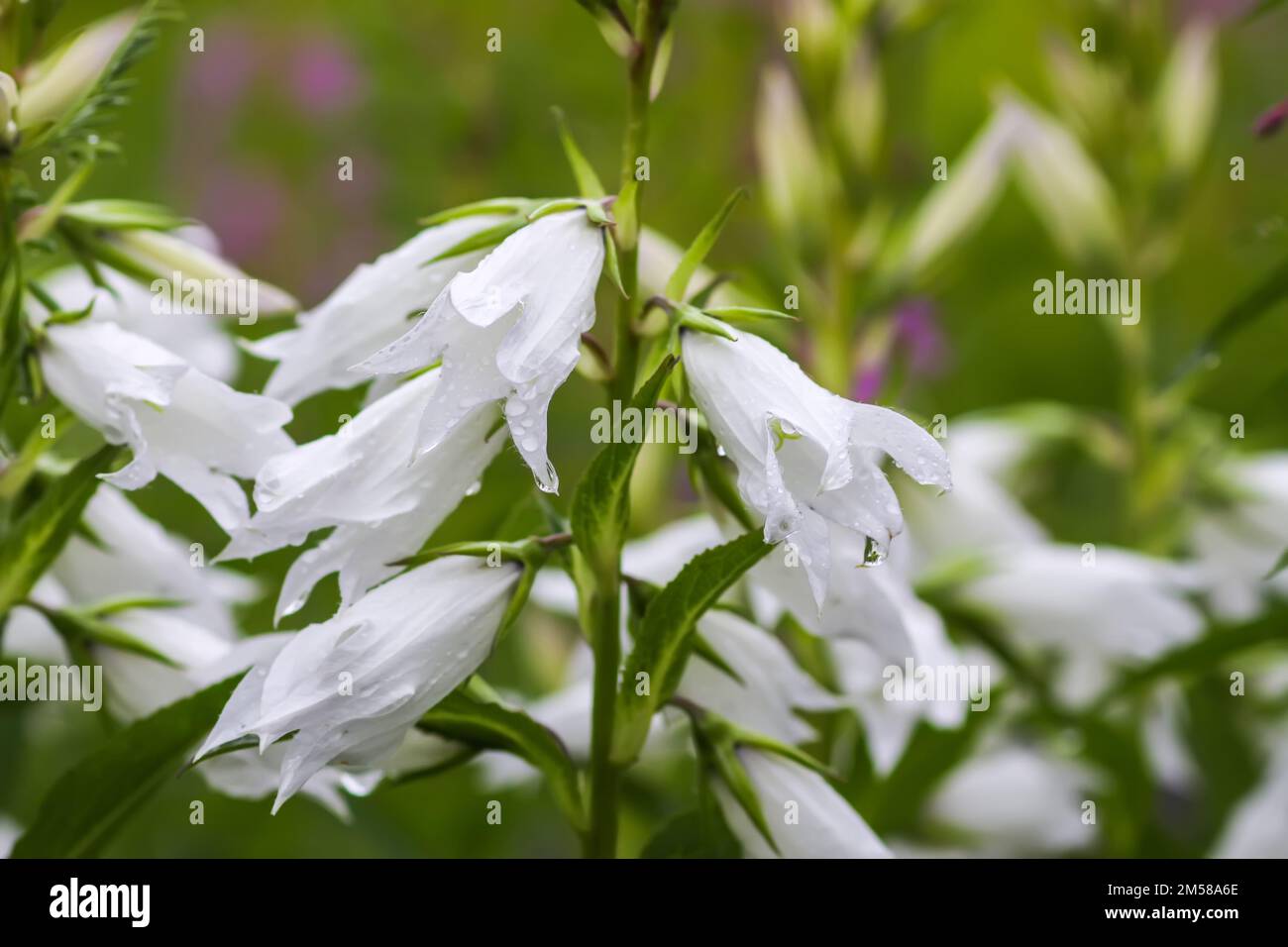 White peach-leaved bell flower in a summer garden. Campanula persicifolia plant. Stock Photo