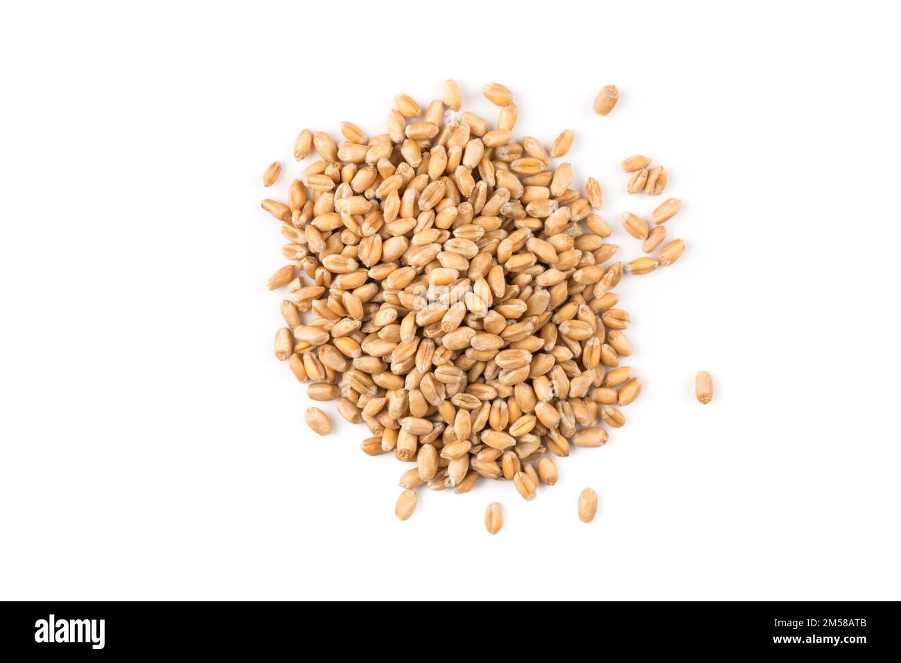 Spelt grain dinkel wheat isolated on white background Stock Photo Alamy