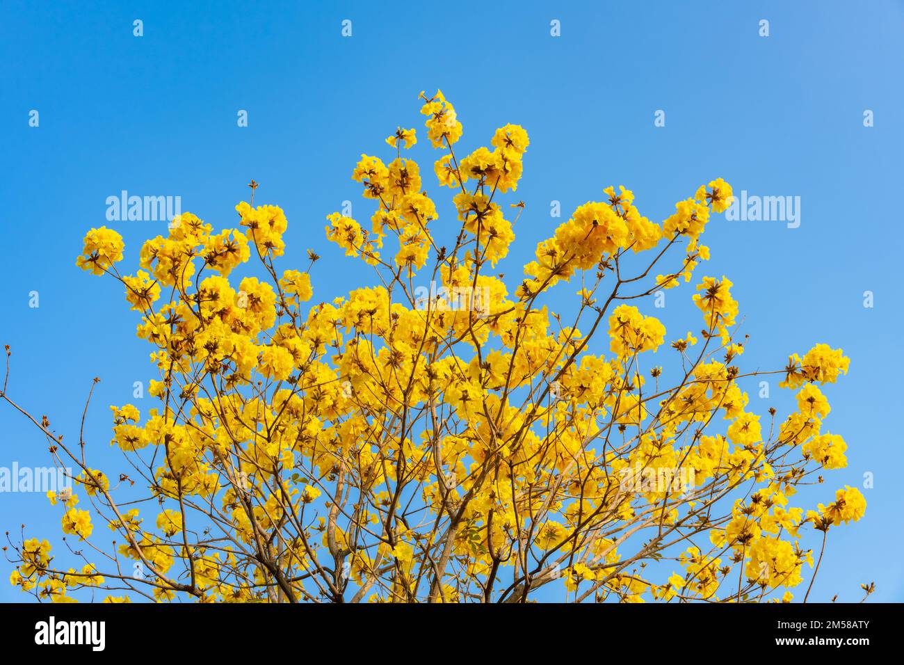 blooming Guayacan or Handroanthus chrysanthus or Golden Bell Tree horizontal composition Stock Photo