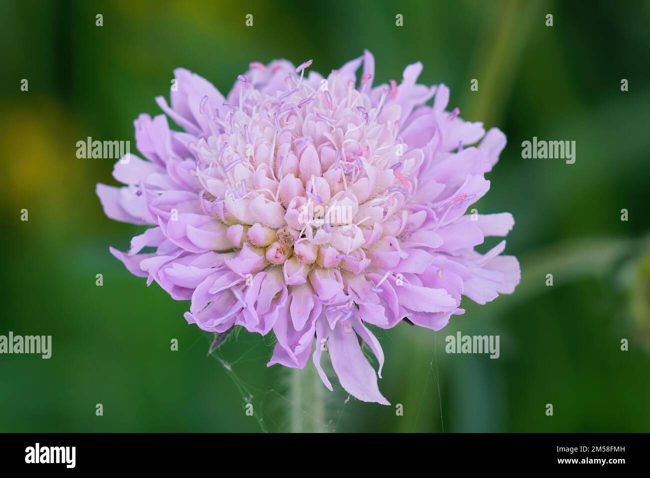 Garden columbarium hi-res stock photography and images - Alamy