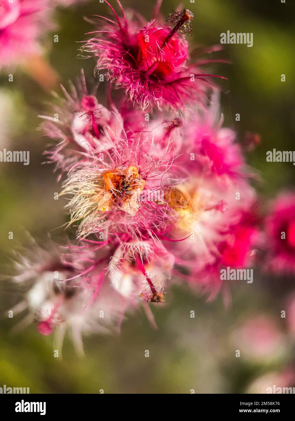 A vertical shot of verticordia flowers growing in a garden under the sunlight with a blurry background Stock Photo