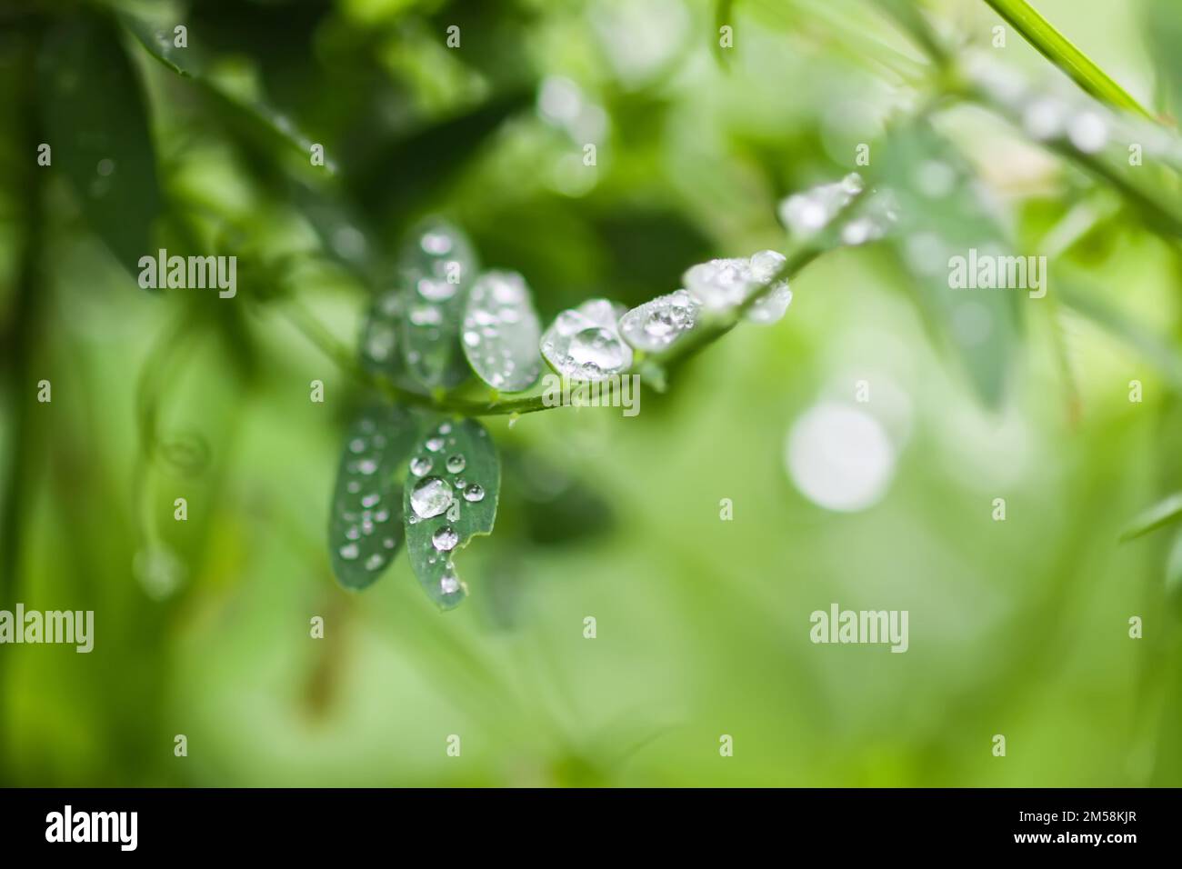 Green grass after rain. Plants in water drops close up. Macro nature