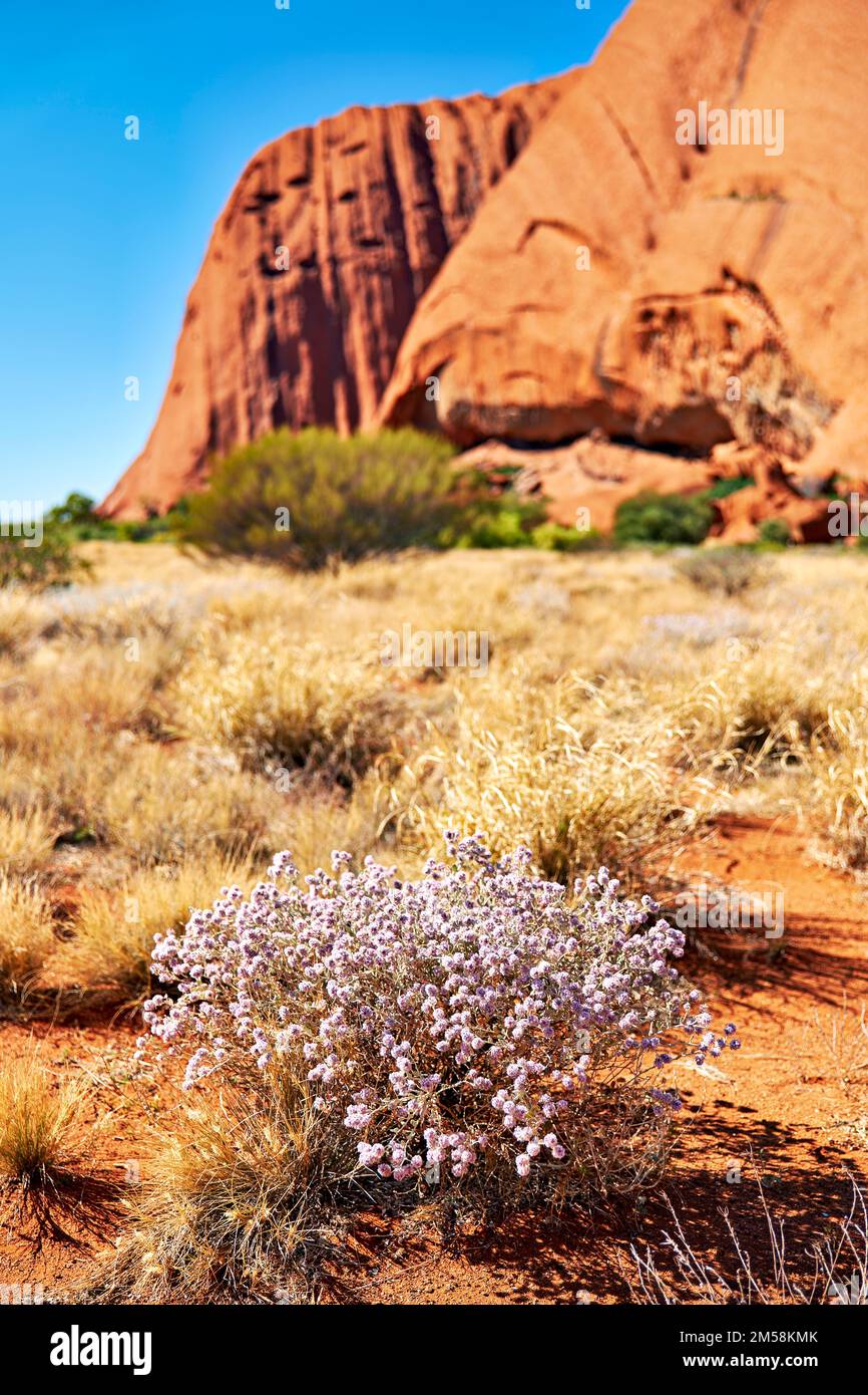 Hiking around Uluru Ayers Rock. Northern Territory. Australia Stock Photo