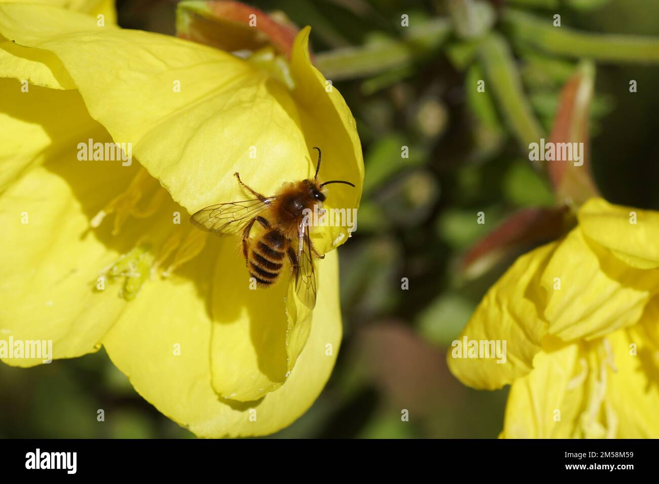 Closeup of male bee Dasypoda hirtipes, subfamily Dasypodainae, family Megachilidae on flowers of common evening-primrose (Oenothera biennis), Stock Photo