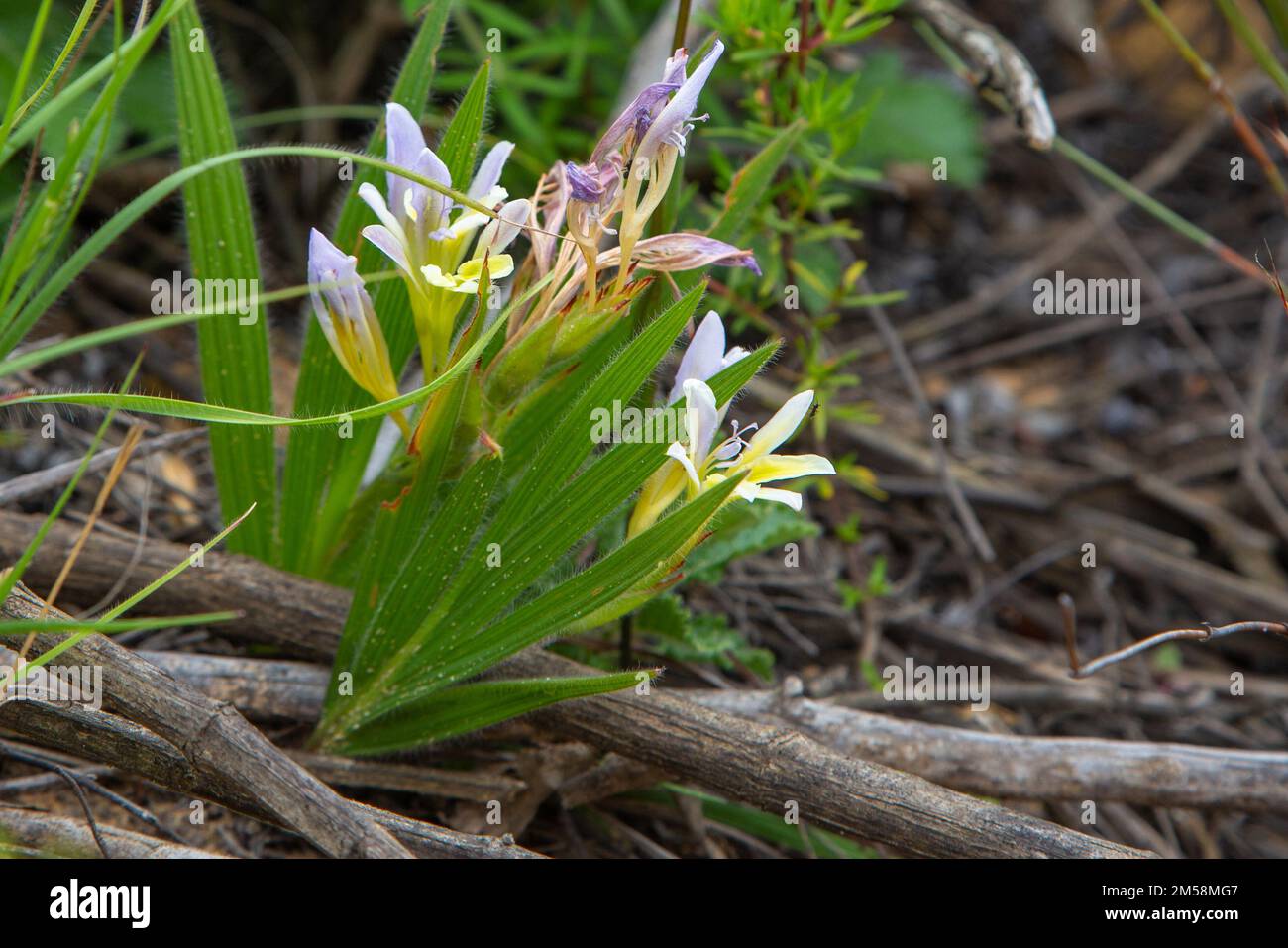 Babiana specis seen in the wild, north of Porterville in the Western Cape of South Africa Stock Photo