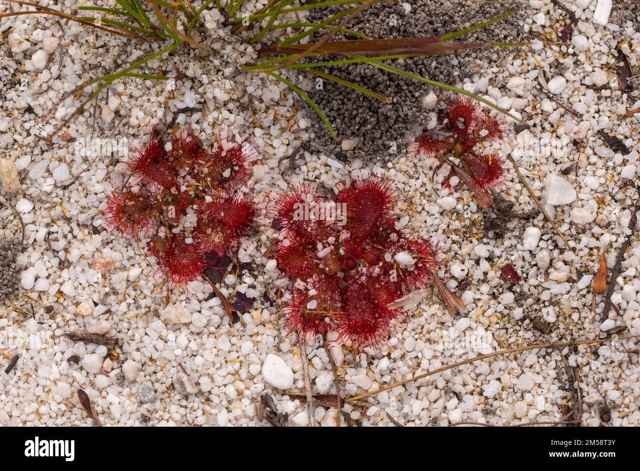 Close up of the rosetted Sundew Drosera trinervia seen in sandy natural habitat close to Porterville in the Western Cape of South Africa Stock Photo
