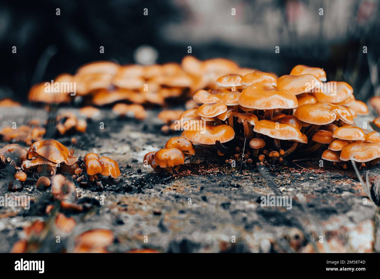 A closeup view of honey fungus on a ground Stock Photo - Alamy