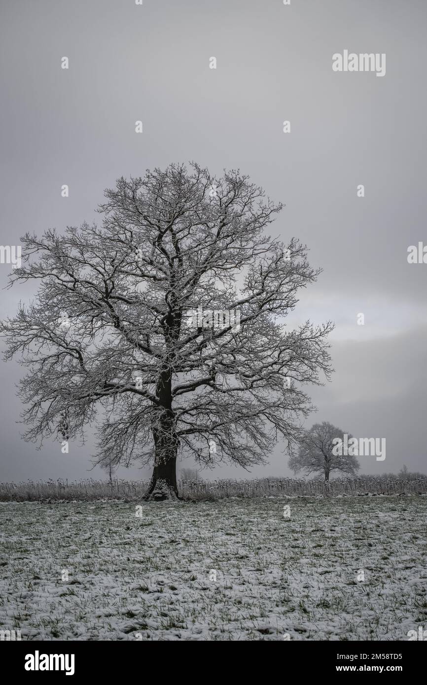Winterbaum / Baum / Eiche im Winter / Feldbaum Stock Photo