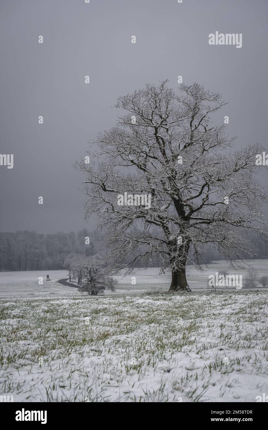 Winterbaum / Baum / Eiche im Winter / Feldbaum Stock Photo