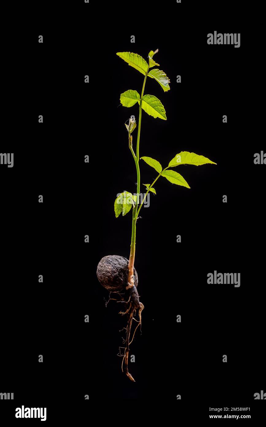 Young leaves of an walnut sprout with roots isolated front of a back background. Complete walnut tree. Stock Photo