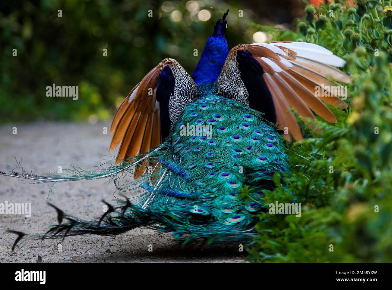 Indian peacock in flight hi-res stock photography and images - Alamy