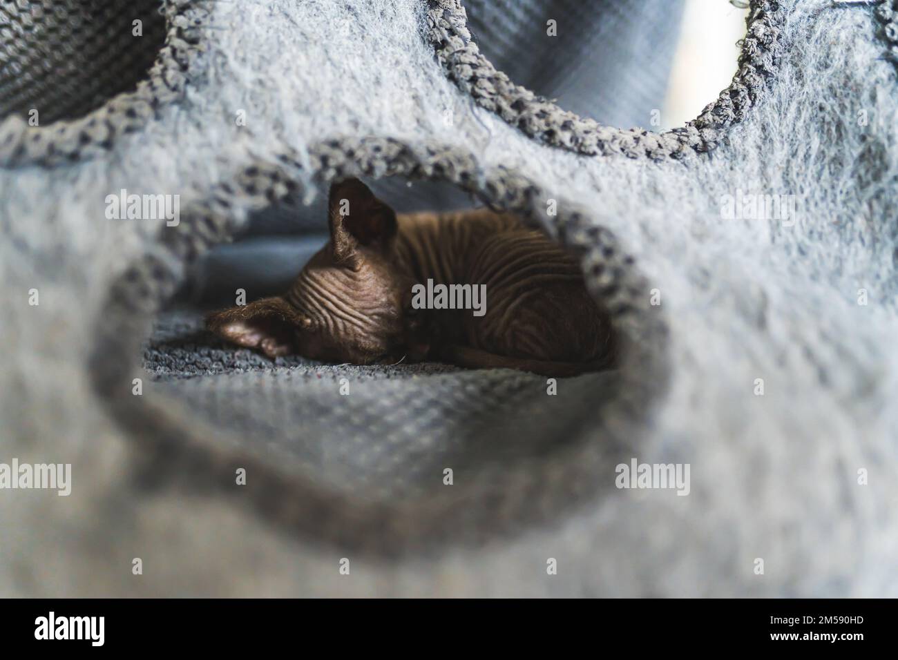 Devon Rex cat sleeping inside a cat house. High quality photo Stock Photo