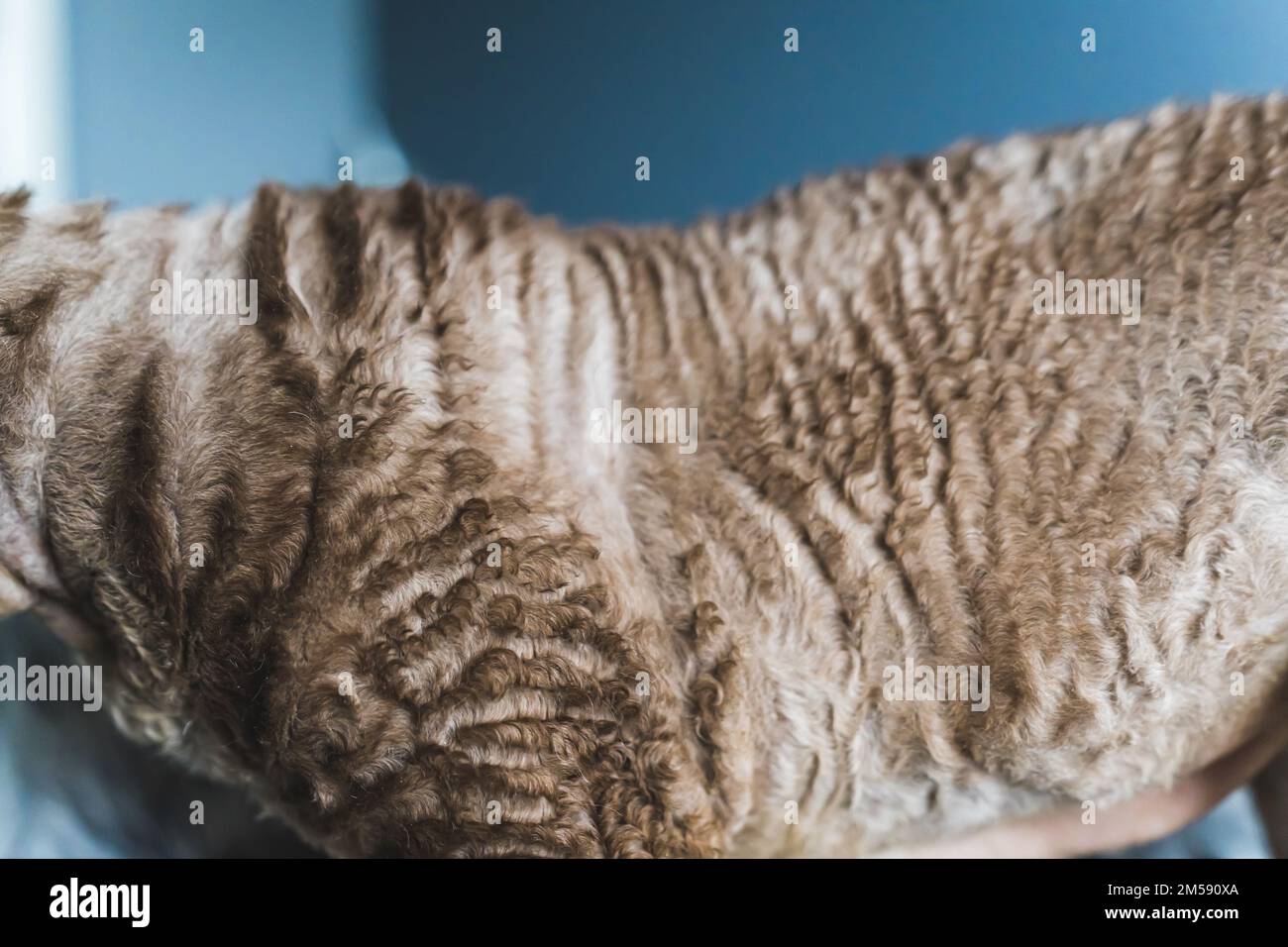 Grey tabby Devon Rex cat fur close-up . High quality photo Stock Photo