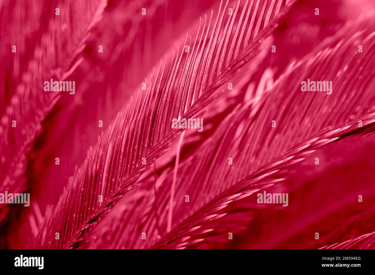 The close-up sheet in color is Viva Magenta. Natural background. Demonstrating the colors of 2023 - Viva Magenta Stock Photo