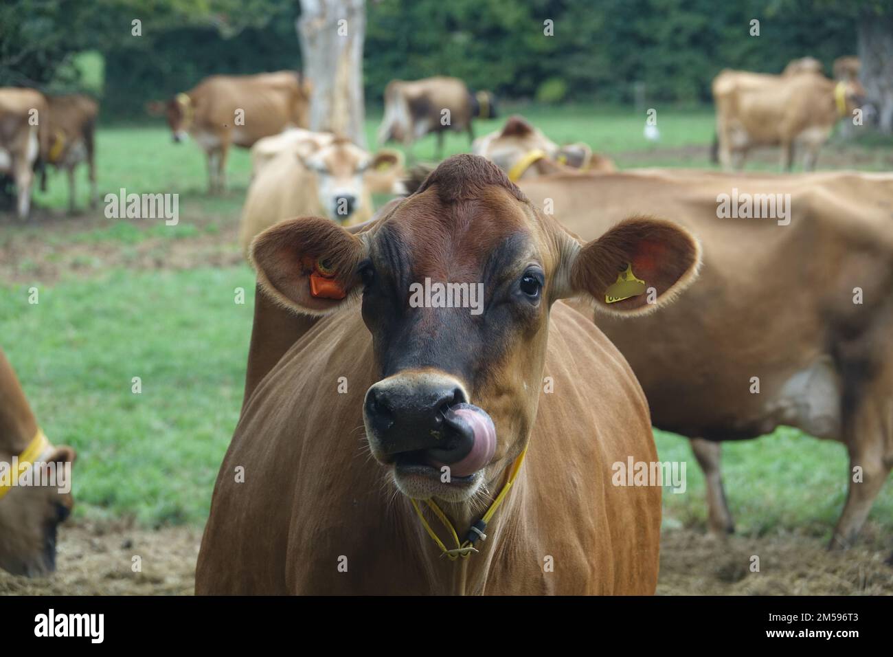 Jersey. 10th Sep, 2022. Cattle of the Jersey breed on a pasture of the