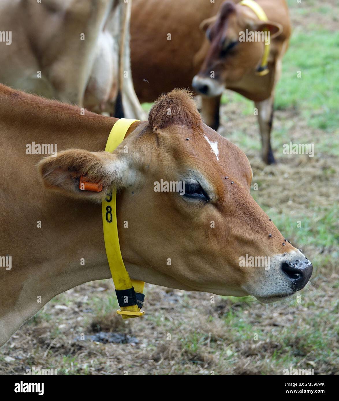Jersey. 10th Sep, 2022. Cattle of the Jersey breed on a pasture of the
