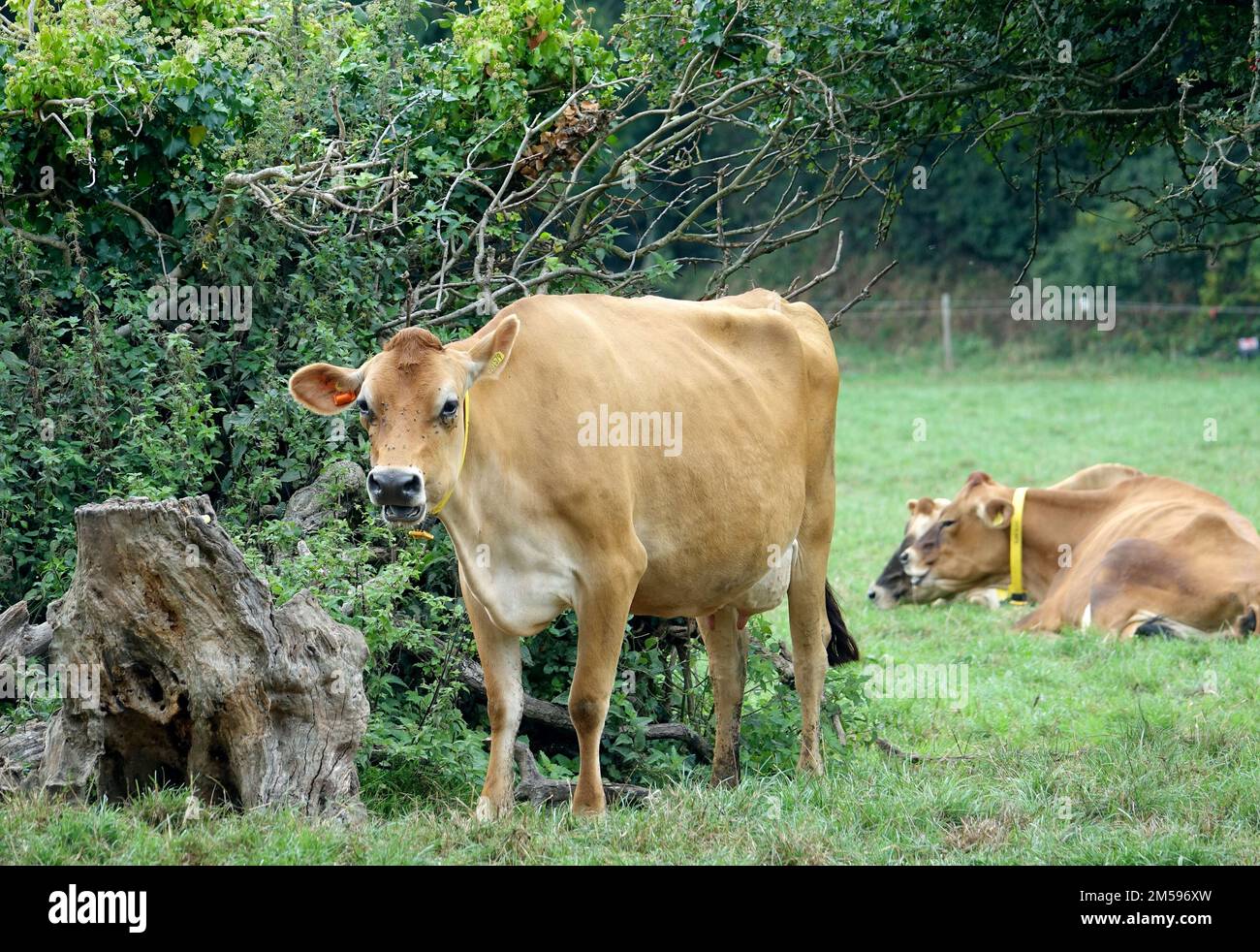 Jersey. 10th Sep, 2022. Cattle of the Jersey breed on a pasture of the