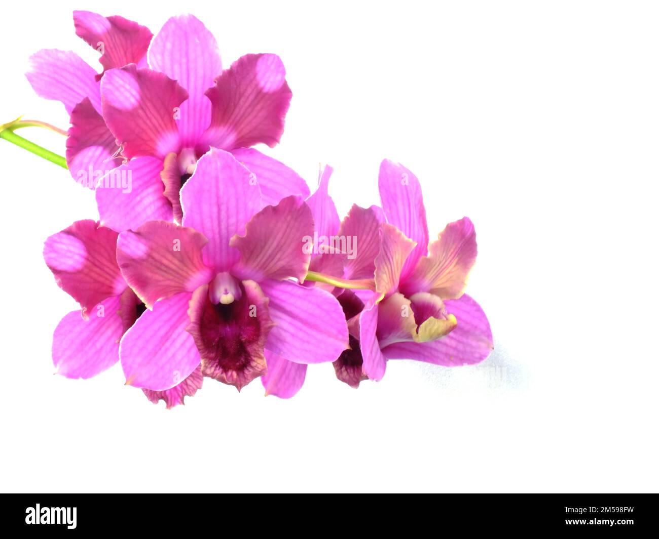 pink orchids flower bouquet isolated on white background Stock Photo ...