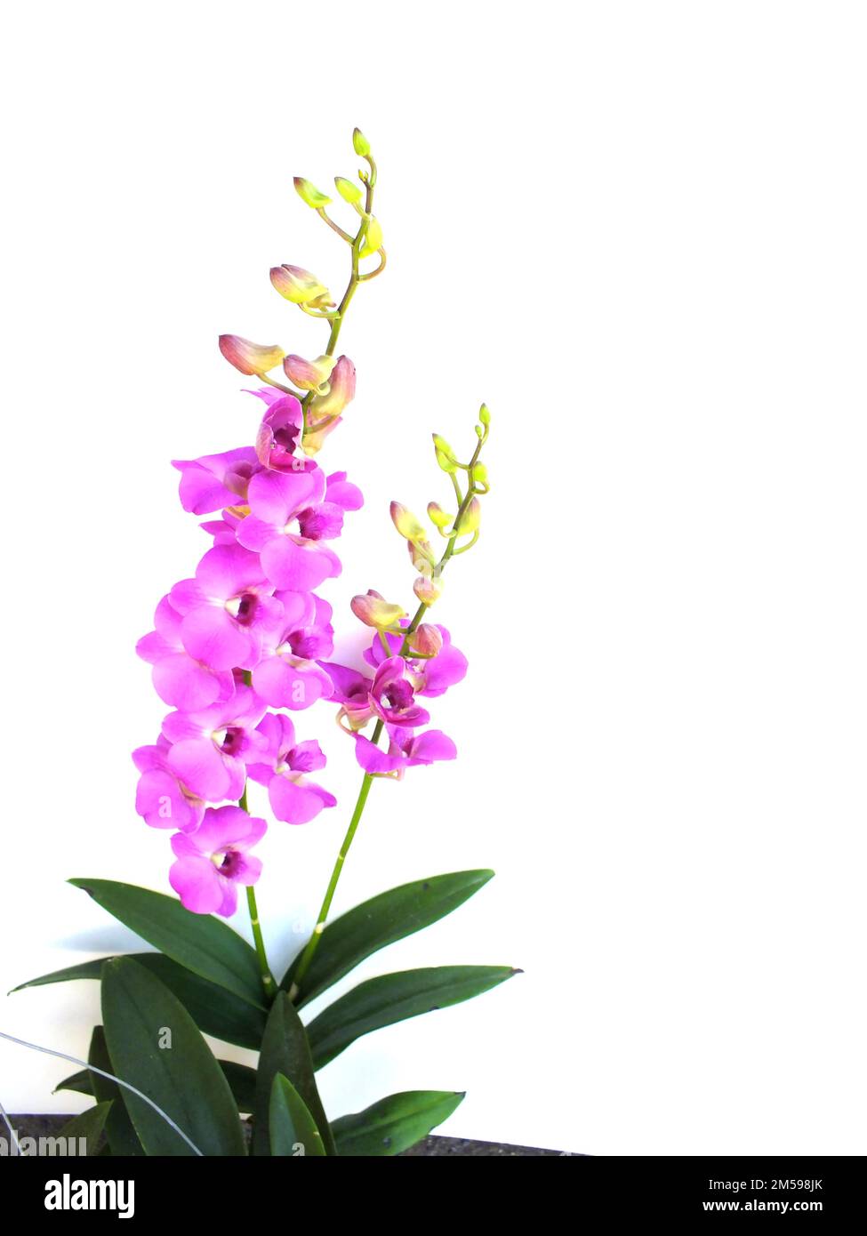 pink orchids flower bouquet isolated on white background Stock Photo ...