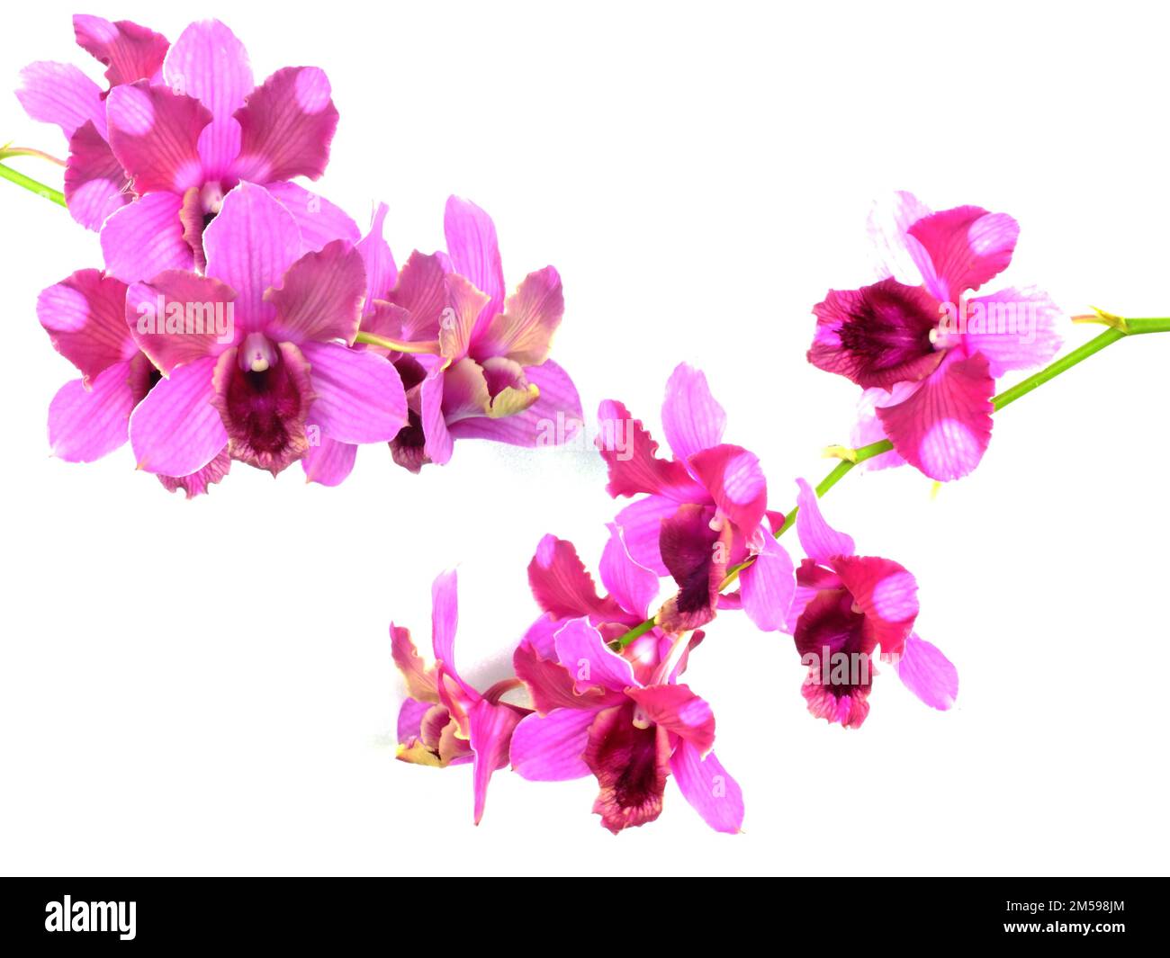 pink orchids flower bouquet isolated on white background Stock Photo ...
