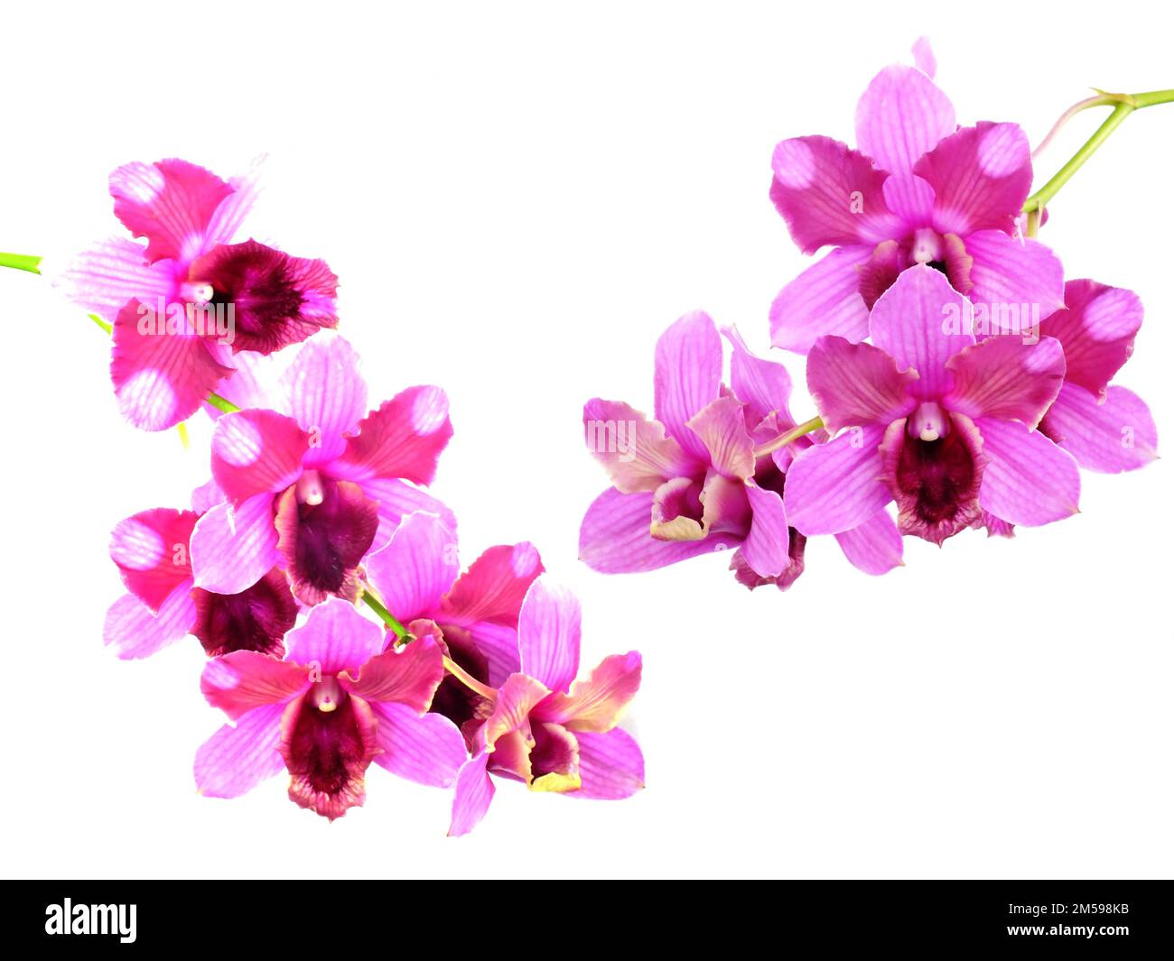 pink orchids flower bouquet isolated on white background Stock Photo ...
