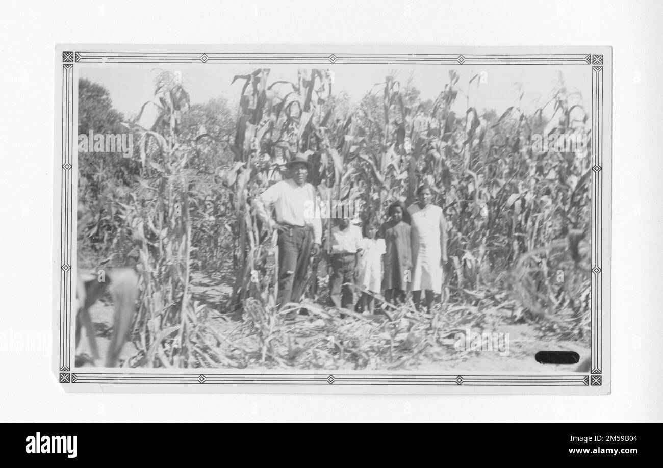 Original caption: 'In the tall corn with the Prudencio Resvolosa family of Soboba Resn. on their farm.'. 1936 - 1942. Pacific Region (Riverside, CA). Photographic Print. Department of the Interior. Office of Indian Affairs. Mission Agency. 11/15/1920-6/17/1946. Photographs Stock Photo