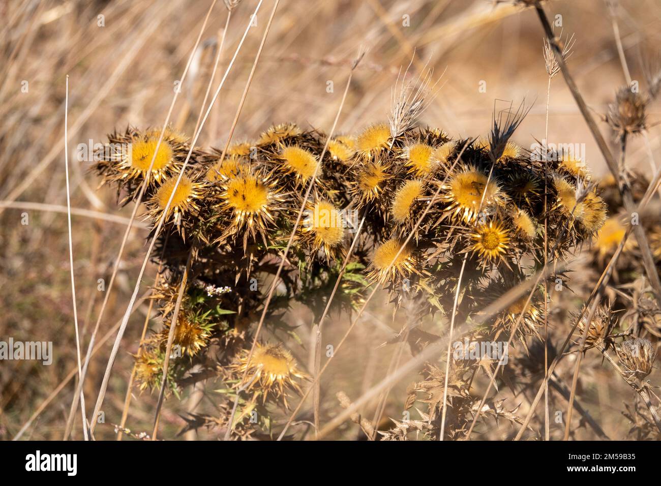 Carlina vulgaris in the weeds in daylight Stock Photo