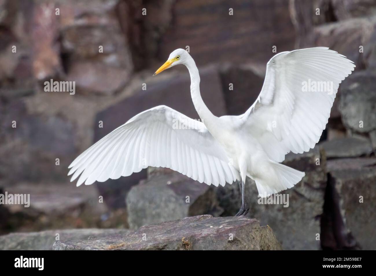 Close-up of a standing great egret during spring time on sunny day Stock Photo