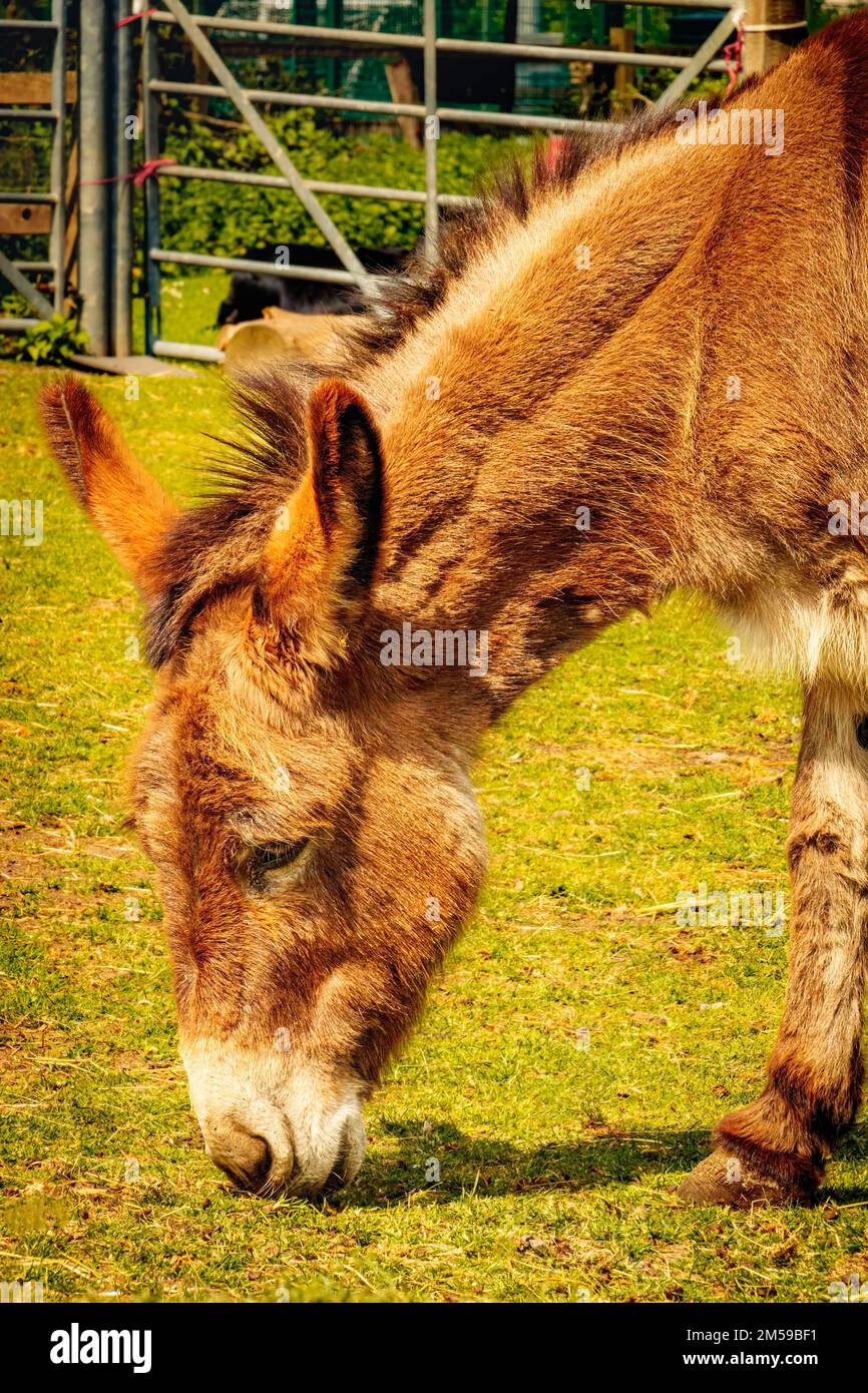 Close-up view of a donkey grazing at petting zoo, Hackney City Farm