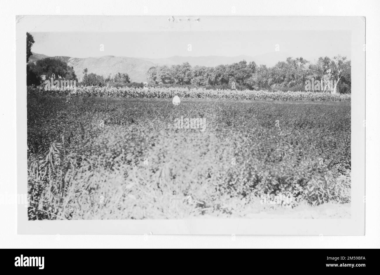 Original caption: '(Neg. Mr. Cooley) A diverse and productive farm at the Soboba Res. Alfalfa field in the foreground and corn field in the background.'. 1936 - 1942. Pacific Region (Riverside, CA). Photographic Print. Department of the Interior. Office of Indian Affairs. Mission Agency. 11/15/1920-6/17/1946. Photographs Stock Photo