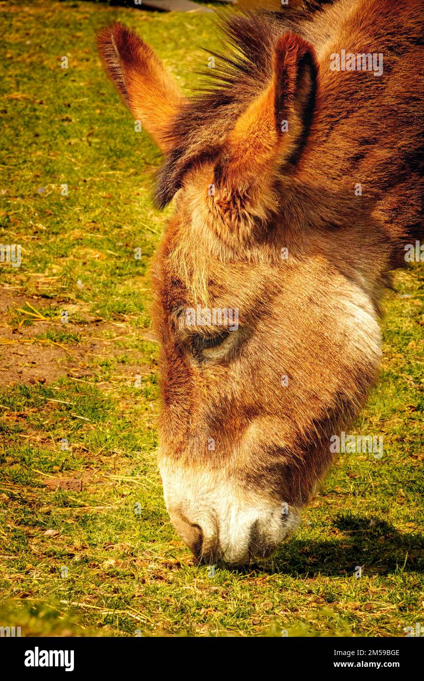 Close-up view of a donkey grazing at petting zoo, Hackney City Farm