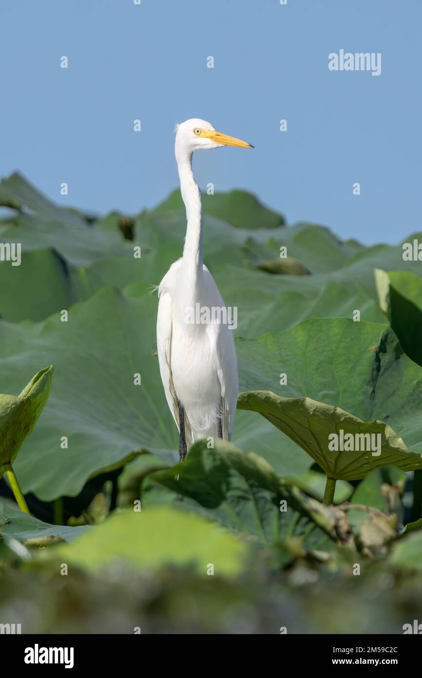 Close-up of a standing great egret during spring time on sunny day Stock Photo