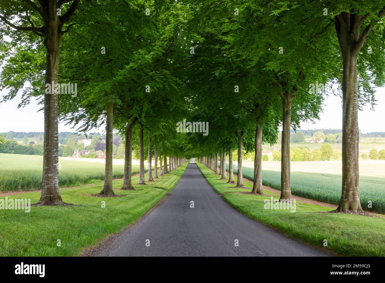 England, Dorset, Wimbourne Minster, Moor Crichel, Avenue of Beech Trees