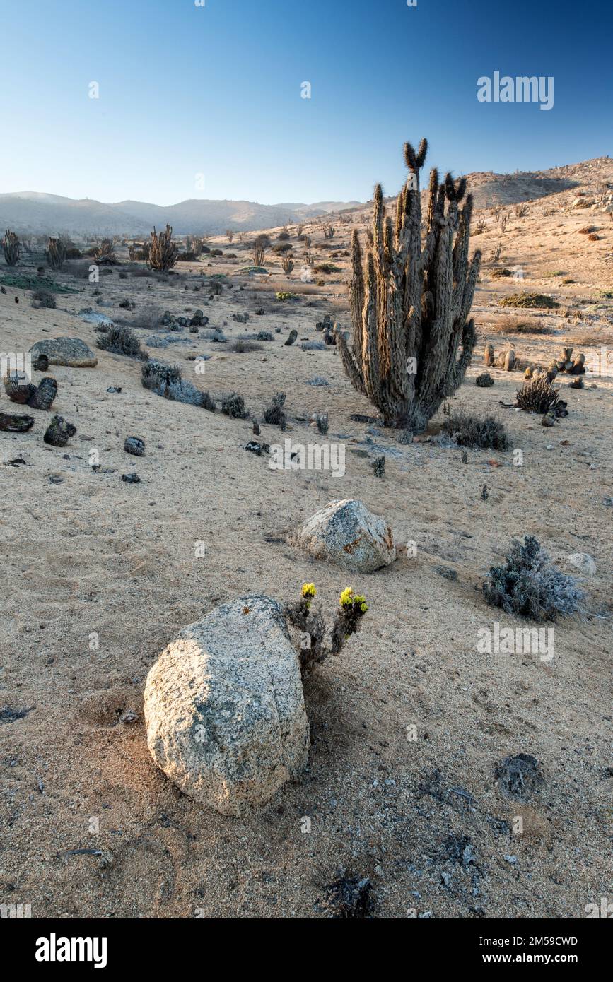 Im Pan de Azucar Nationalpark im Norden von Chile. Es ist die trockenste Wüste der Welt, die Atacma. Stock Photo