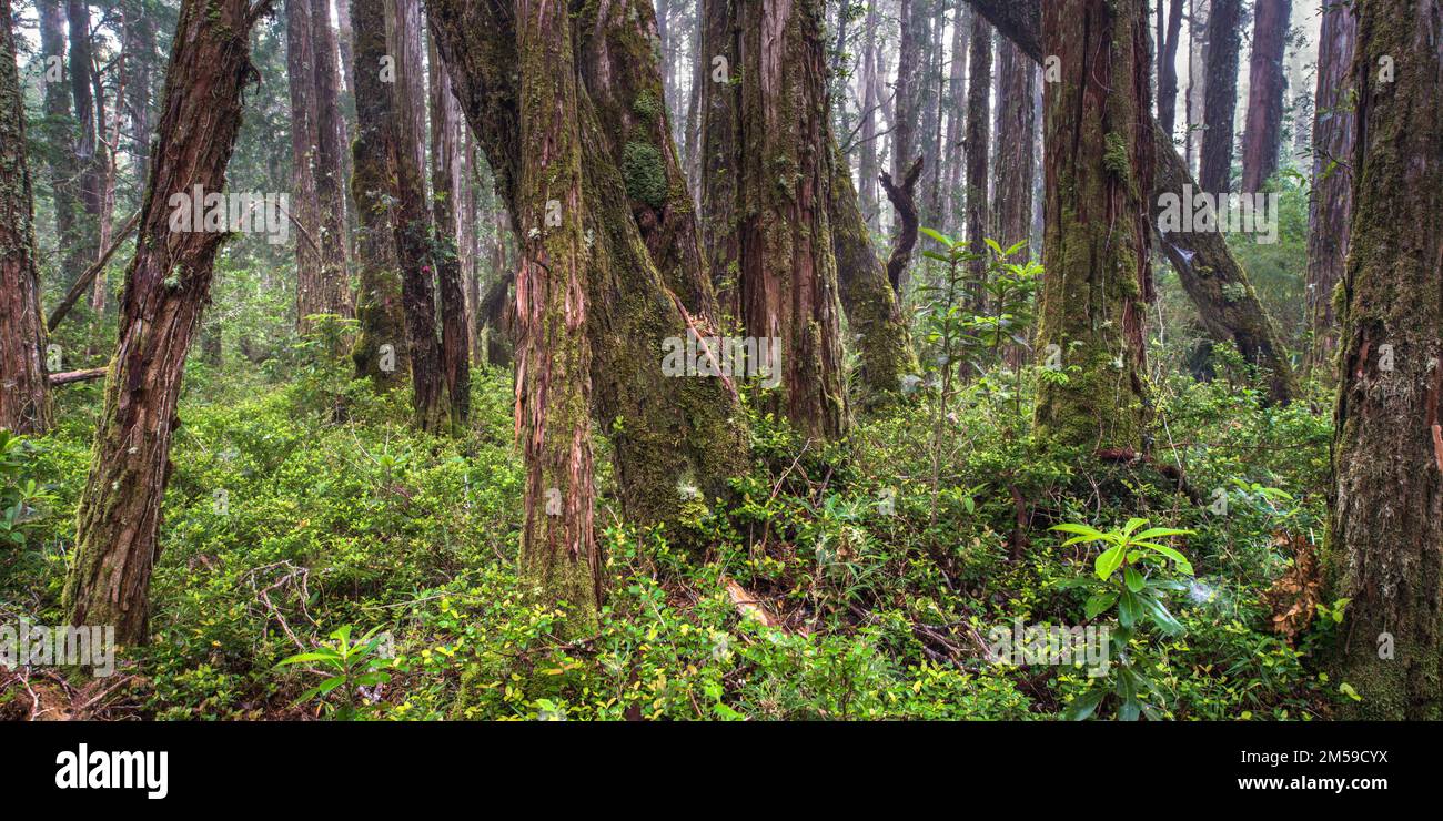 Im Nationalpark Alerce Costero in Nordpatagonien in Chile. Stock Photo