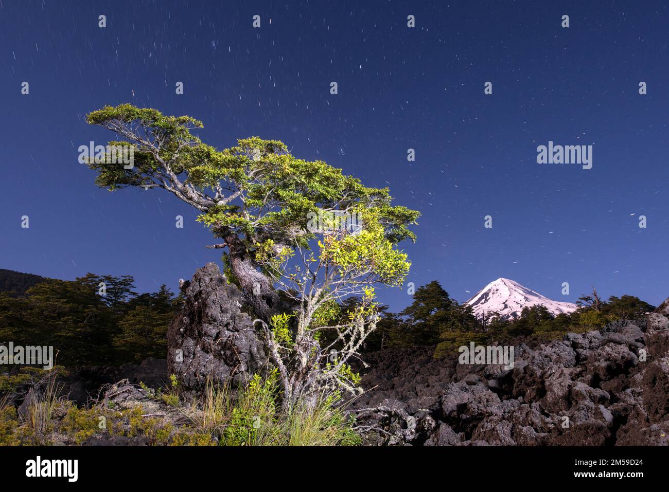 im-conguillio-nationalpark-im-kleinen-s-den-von-chile-nordpatagonien