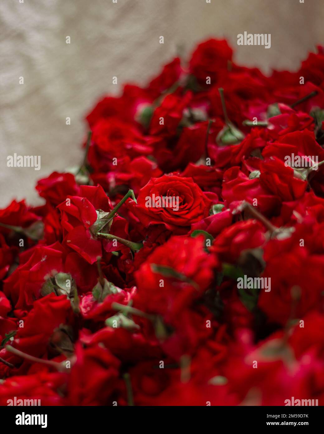 A vertical shot of red rose buds Stock Photo - Alamy