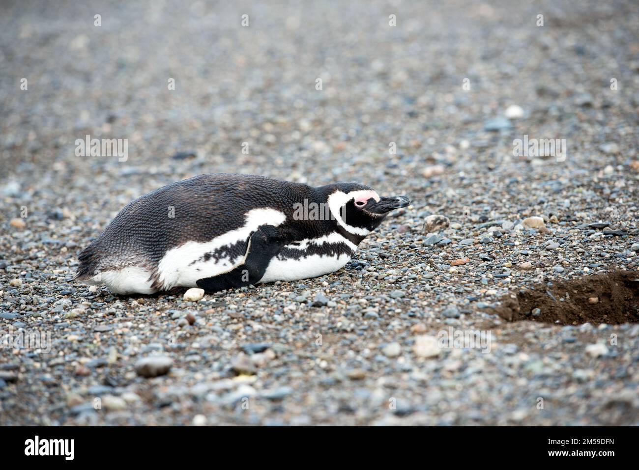 Bei den Magellan-Pinguinen auf der Insel Magdalena in Chile. Stock Photo