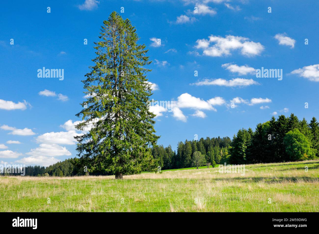 Grosse Fichte steht solitär in einer grünen Wiese unter blauem Himmel, bei Les Breuleux im Kanton Jura, Schweiz Stock Photo