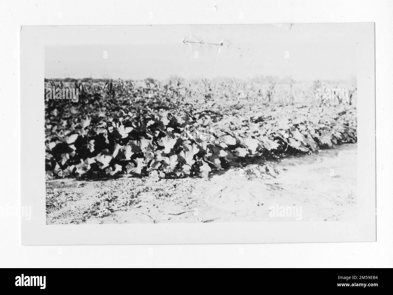 Original caption: 'Growing crops of pumpkins, corn, sweet potatoes and okra on an Indian irrigated farm in Coachella Valley'. 1936 - 1942. Pacific Region (Riverside, CA). Photographic Print. Department of the Interior. Office of Indian Affairs. Mission Agency. 11/15/1920-6/17/1946. Photographs Stock Photo