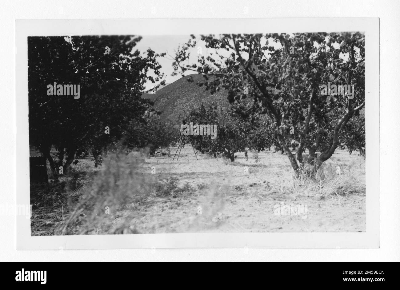 Original caption: 'Picking apricots in a Morongo orchard. In order to avoid loss, enough pickers to keep abreast of ripening have to be provided by the Indian orchardist. Indians from neighboring reservations are given employment during the fruit harvest by the local Indians.'. 1936 - 1942. Pacific Region (Riverside, CA). Photographic Print. Department of the Interior. Office of Indian Affairs. Mission Agency. 11/15/1920-6/17/1946. Photographs Stock Photo
